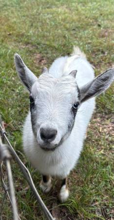 ND Doeling 1
