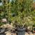Pomegranate Tree 8 thumbnail