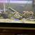 African Cichlids, C moori 1 thumbnail