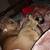 XL Bully female 3 thumbnail