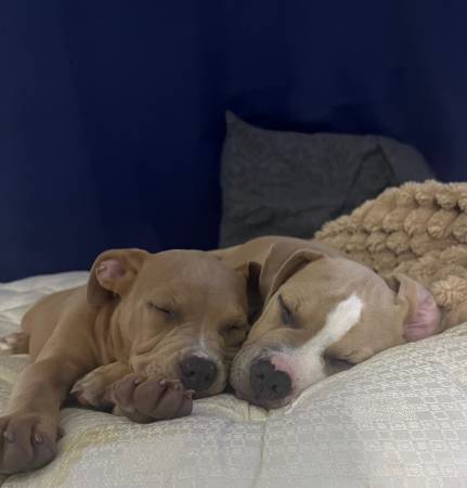 Pitbull siblings (Katy)63859314970753120
