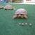 African Sulcata Tortoise Hatchling 2 thumbnail