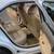 2009 FORD FUSION SEL 12 thumbnail