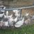Chickens 2 thumbnail