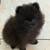 Teddy bear pomeranian 2 thumbnail