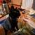 Looking to rehome my cat ~ cosmo 7 thumbnail