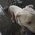 Free Boxer mix 2 thumbnail