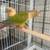 High yellow pineapple conure pair 3 thumbnail