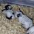Nigerian dwarf bucklings 9 thumbnail