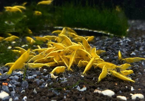 High Grade Yellow Goldenback Shrimp 1