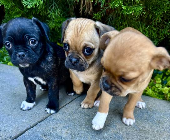 Chug (Tacoma)63826637117955123
