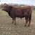 Black Angus bull 6 thumbnail