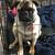 Full blooded pug 6 thumbnail