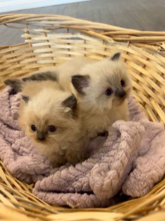 Supplies for kittens/cats carrier and scratching tower 1