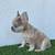 Fluffy frenchie 6 thumbnail