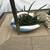 Gasteria & zebra succulents in cute duck & cat ceramic pots 8 thumbnail