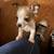 Rehoming puppies. Small fee 3 thumbnail