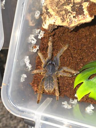 Tarantulas63968813236227120