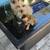 Ragdoll bengal kittens cats kitten 13 thumbnail