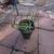 Succulent plant 4 thumbnail