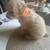 Toy poodle 21 thumbnail