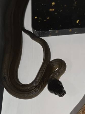White Lipped Python baby (Fort Lauderdale)63685533057153123