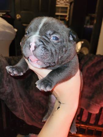 American bully63664482617347123