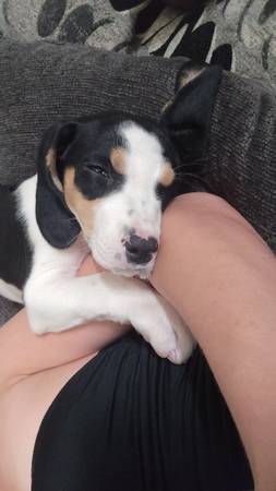 Treeing Walker Coonhound (Rock Springs)63655922421761121