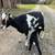 Dwarf goats 3 thumbnail