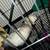 Ferrets 2 thumbnail