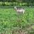 Purebred kiko buck 2 thumbnail