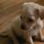 Looking new home for puppies. Hanford Ca 2 thumbnail