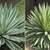 Agave angustifolia ///// Caribbean Agave --- 5 gallon 4 thumbnail