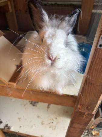 Fench Angora white rabbit (Finlayson)63906251793795122