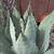 Cactus in pots/ plants 8 thumbnail