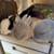 3 weeks old Netherland dwarf rabbits for sale 100 each rehoming fee 6 thumbnail