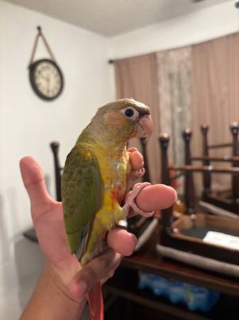 Pineapple Green cheek conure (National City)63894602521730122