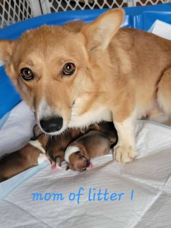Pembroke welsh corgis (Oakland)63890025845763120