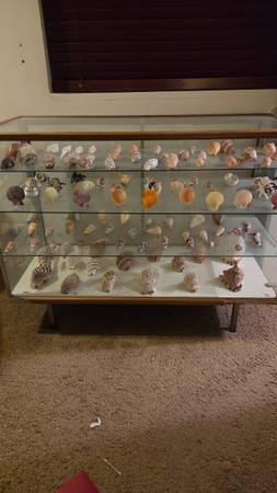 Worldwide Specimen Shell Collection w Didplay case 1