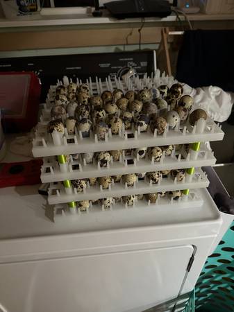 Discounted Quail Eggs and Quail 1