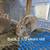 Meat breeding rabbits 4 thumbnail