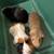 ***UPDATED*** Guinea pigs: 2 young males with cage and supplies 3 thumbnail
