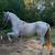 Andalusian gelding 2 thumbnail