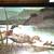 1985 Weyerhaeuser Wildlife Calendar 2 thumbnail