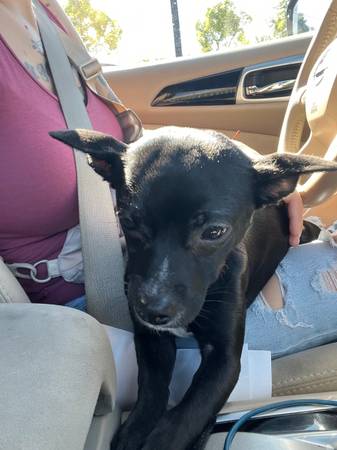 9 month old chihuahua63679255070979123