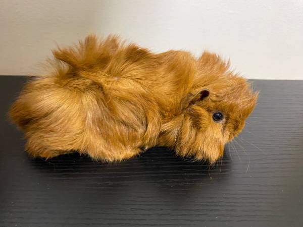 Baby Peruvian Guinea pig 1