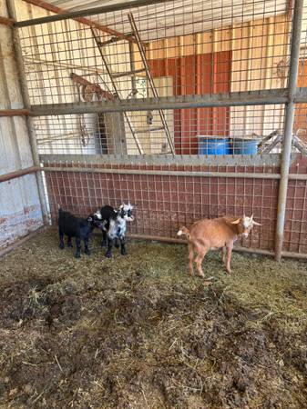 Nigerian dwarf babys 1