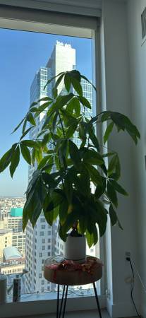 Growing money tree. Pickup only 1