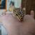 Reptile cage package 9 thumbnail