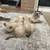 Beatuiful ragdoll kitten 7 thumbnail
